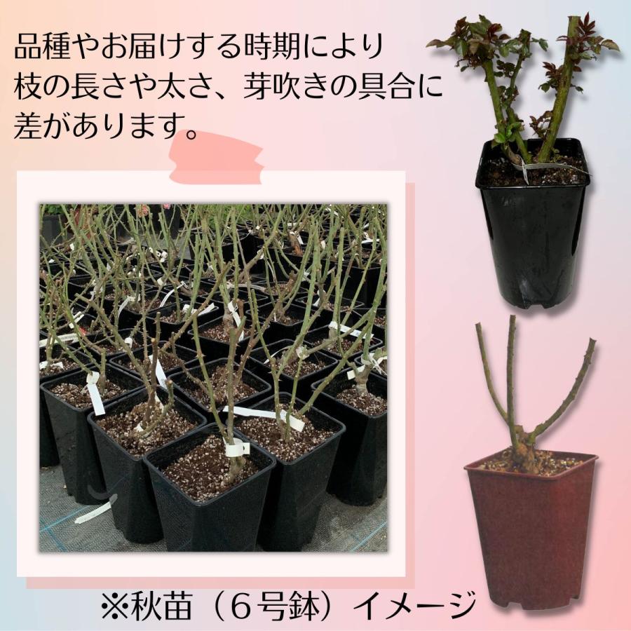 バラ [ 華宵（かしょう） ] 秋苗 大苗 ピンク系 四季咲 (S) 京阪園芸