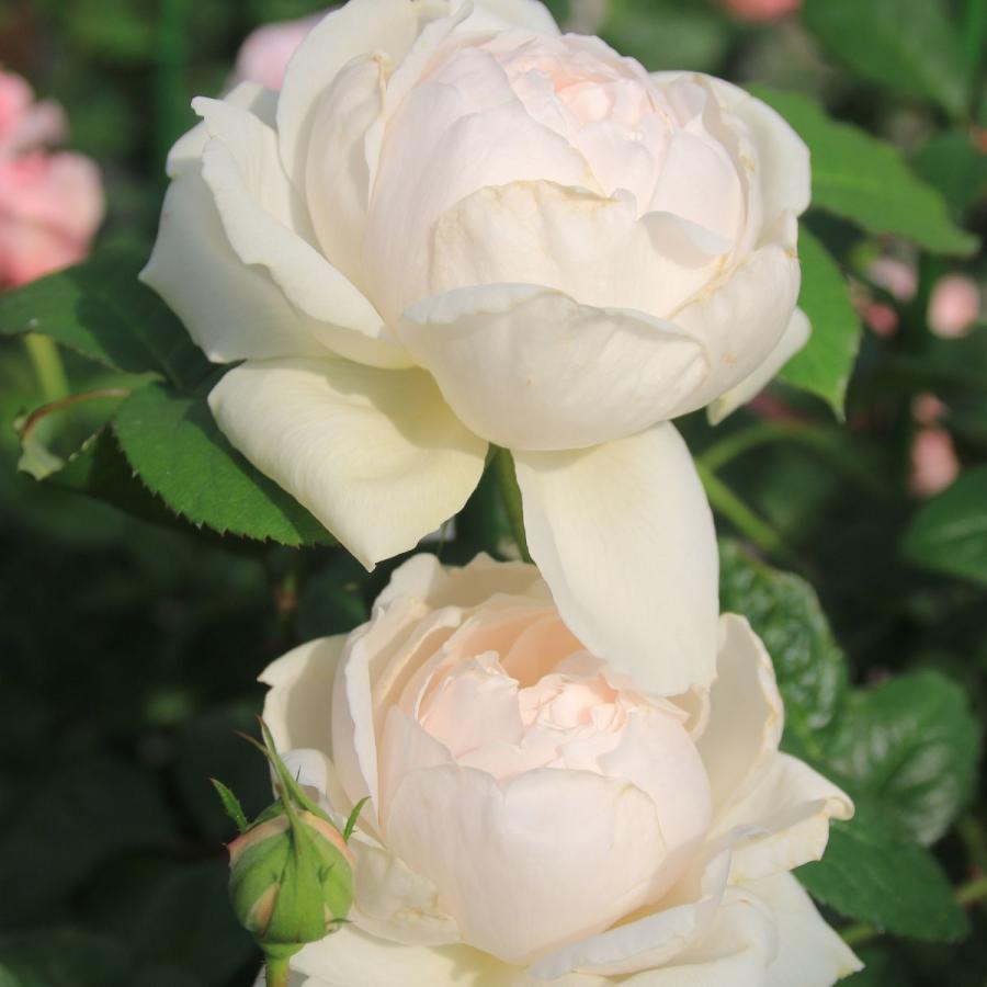 バラ [ 華宵（かしょう） ] 秋苗 大苗 ピンク系 四季咲 (S) 京阪園芸