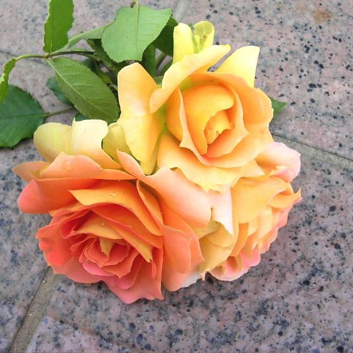 バラ ブラスバンド 秋苗 大苗 オレンジ 四季咲 Fl クリステンセン バラ苗 薔薇 2108 京阪園芸 Paypayモール店 通販 Paypayモール