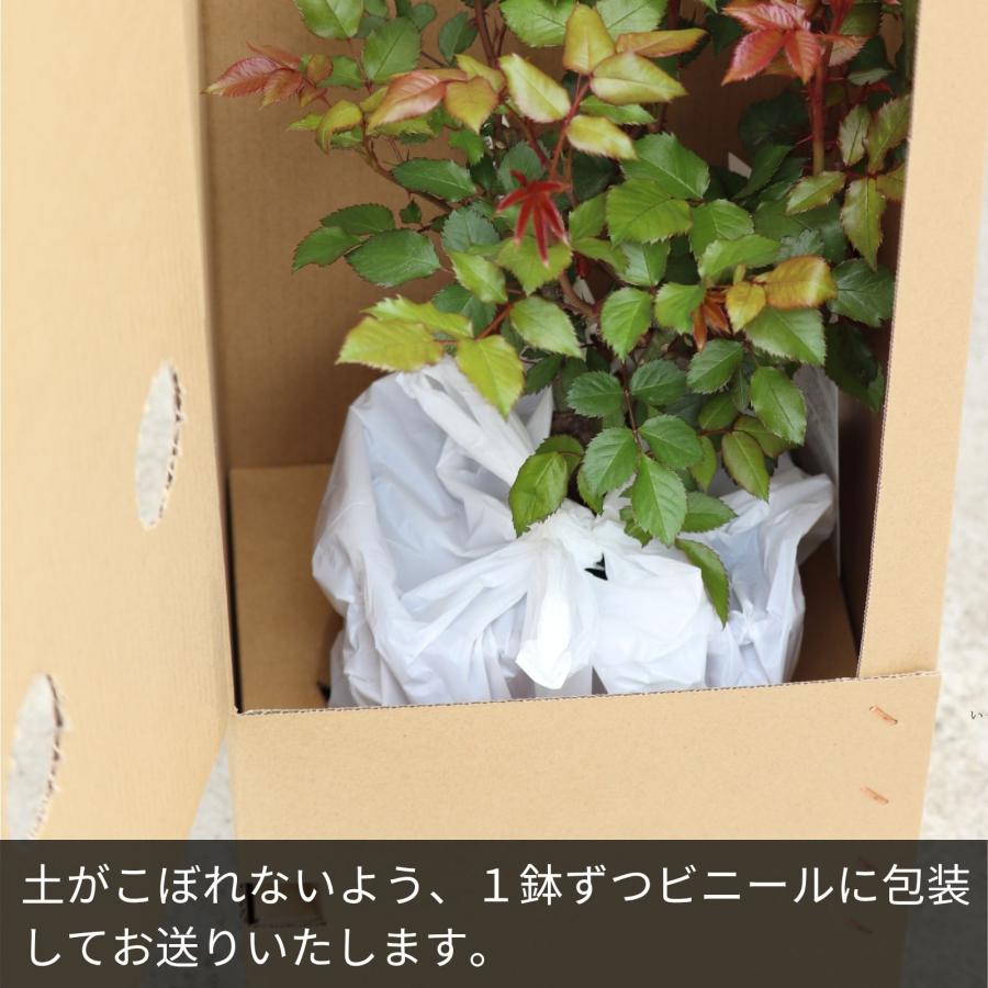 バラ [ れもん® ] 秋苗 大苗 黄色 四季咲 京阪園芸 F&Gローズ