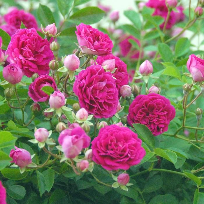 バラ [ プティルージュ ] 春苗 (新苗) ピンク 四季咲 (S) つるバラ