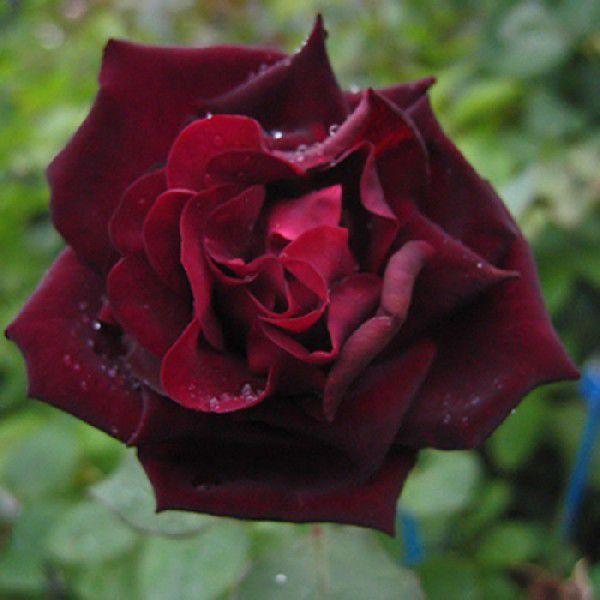 バラ ルイ１４世 春苗 高品質 新苗 赤色系 四季咲 チャイナ 薔薇 バラ苗 アンティークローズ Louisexvi 2108