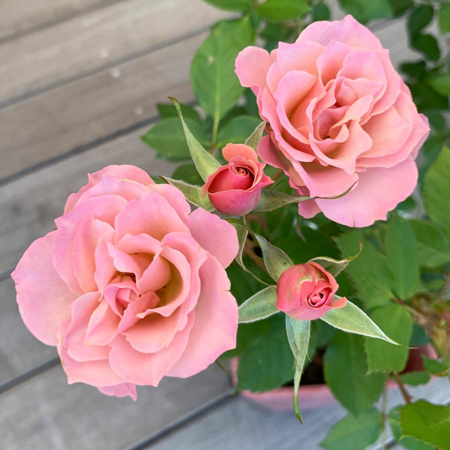 薔薇の花は薄紅く咲く 全16巻セット 2018年6月13日 バラ庭 – 第二弾 - Nakasendo Monster