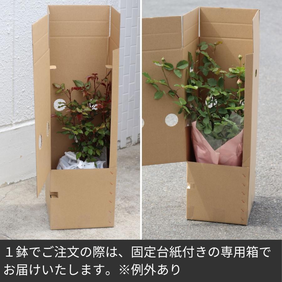 バラ [ 銘仙 めいせん ] 秋苗 大苗 ピンク系 四季咲 京阪園芸 F&G