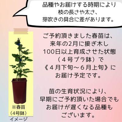 バラ [ 銘仙 めいせん ] 春苗 (新苗) ピンク系 四季咲 F&Gローズ