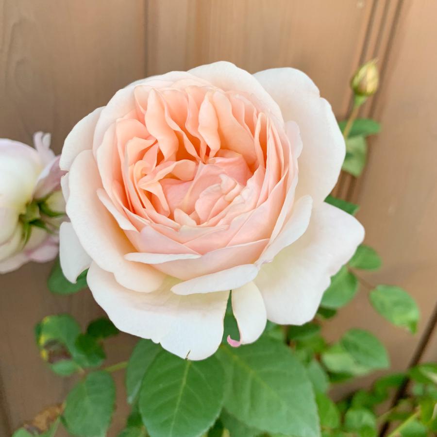 バラ [ たまくしげ ] 秋苗 ピンク系 四季咲 京阪園芸 F&Gローズ