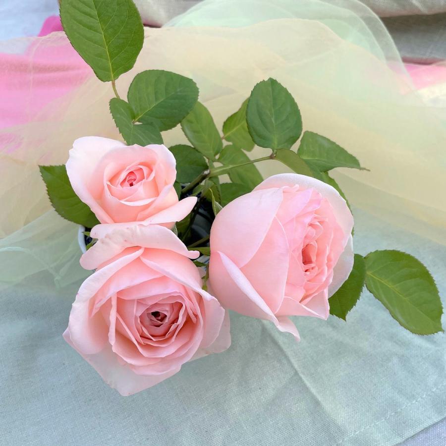 バラ [ さくらいろ ] 秋苗 大苗 ピンク系 四季咲 京阪園芸 F&Gローズ