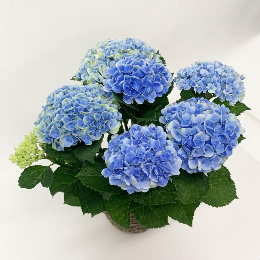 母の日 ギフト 花鉢 アジサイ 紫陽花 ブルー系 ブルー プレゼント フラワーギフト モダン 送料込 当着