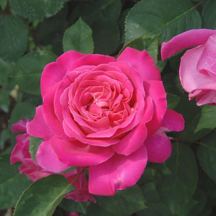 バラ [ ピンクピース［Pink Peace](HT) ] 秋苗 ピンク系 四季咲