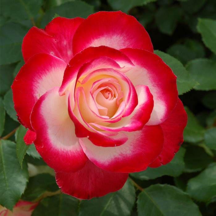 バラ ジュビレデュプリンスドゥモナコ Fl 秋苗 四季咲 メイアン 08 京阪園芸 Paypayモール店 通販 Paypayモール