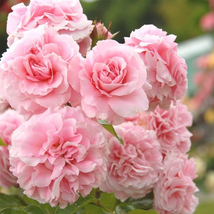 バラ [ グラニー ] 秋苗 大苗 四季咲 (FL)オーレスン バラ苗 薔薇