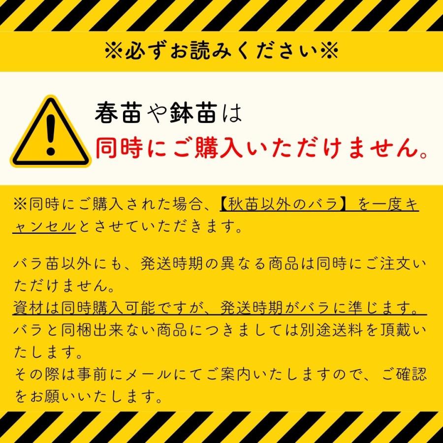 バラ [ ゴールデンボーダー ] 秋苗 大苗 四季咲き 黄色系 バラ苗 薔薇
