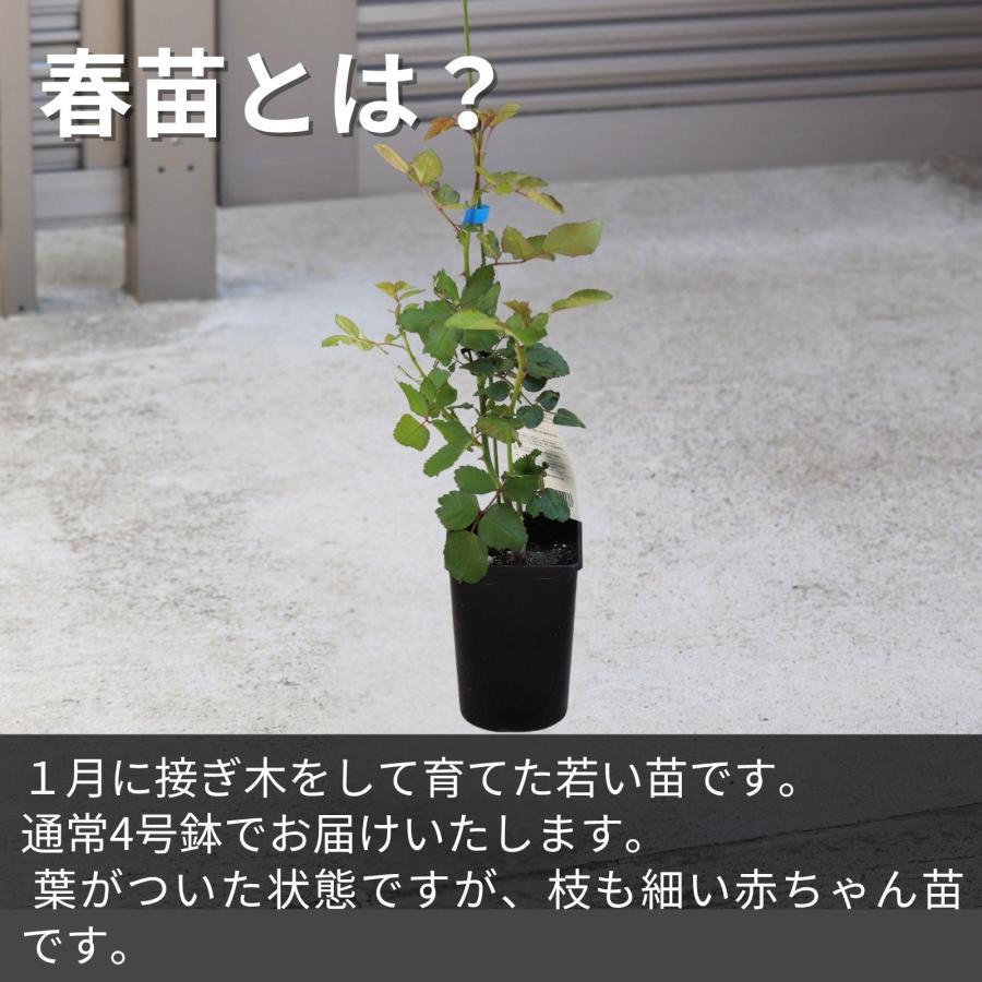 レアバラ苗 9号鉢接ぎ木大苗 レアバラ苗 9号鉢接ぎ木大苗 バラ苗(入手