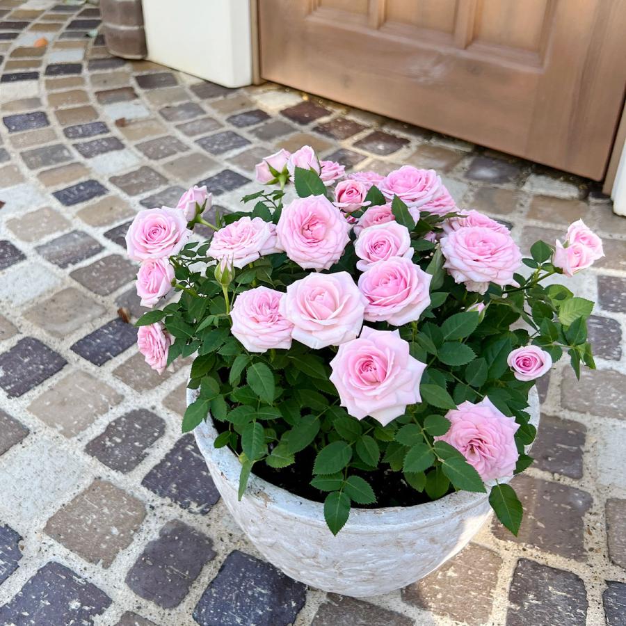 超定番 ミニバラ シュガーボウル バラの鉢植え 花色が選べる 誕生日 お祝い プレゼント 送料無料 ミニバラの育て方 種類