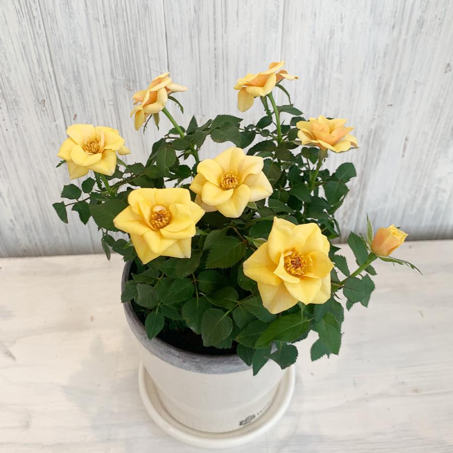 ミニバラ アウトレット品 送料込 ローゼスｓ かわいい バラの鉢植え プレゼント 花色が選べる 誕生日 お祝い