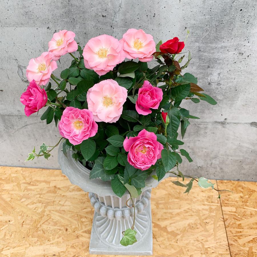 ミニバラ トロフィーカップ かわいい バラの鉢植え 花色が選べる 誕生日 お祝い プレゼント 送料無料 ミニバラの育て方 種類 京阪園芸 Paypayモール店 通販 Paypayモール