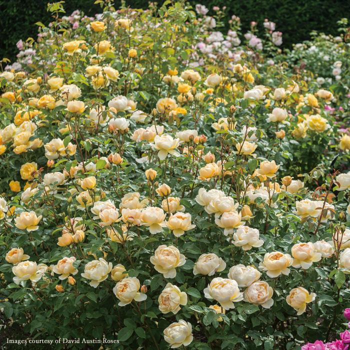 直営店 バラ ジュードジオブスキュア Jude The Obscure Ausjo 秋苗 返り咲 黄色系 デビットオースチン イングリッシュローズ 2108 販売実績no 1