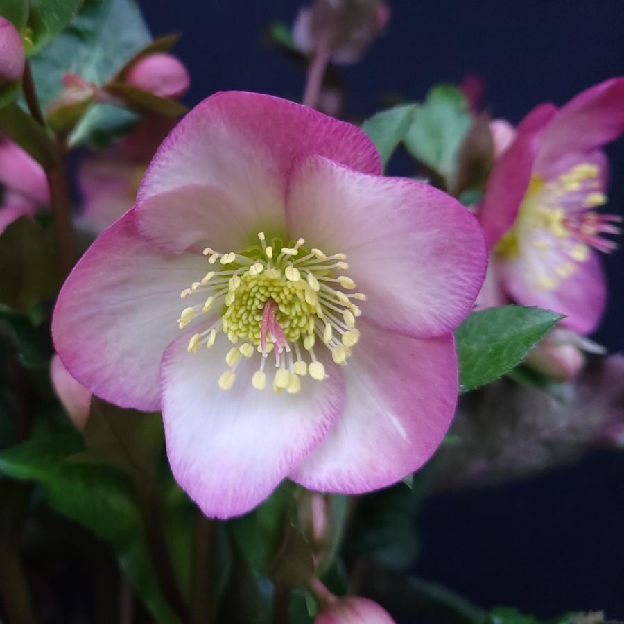 クリスマスローズ苗 [氷の薔薇ミンディマーブル] 4.5号鉢 Ice N'roses
