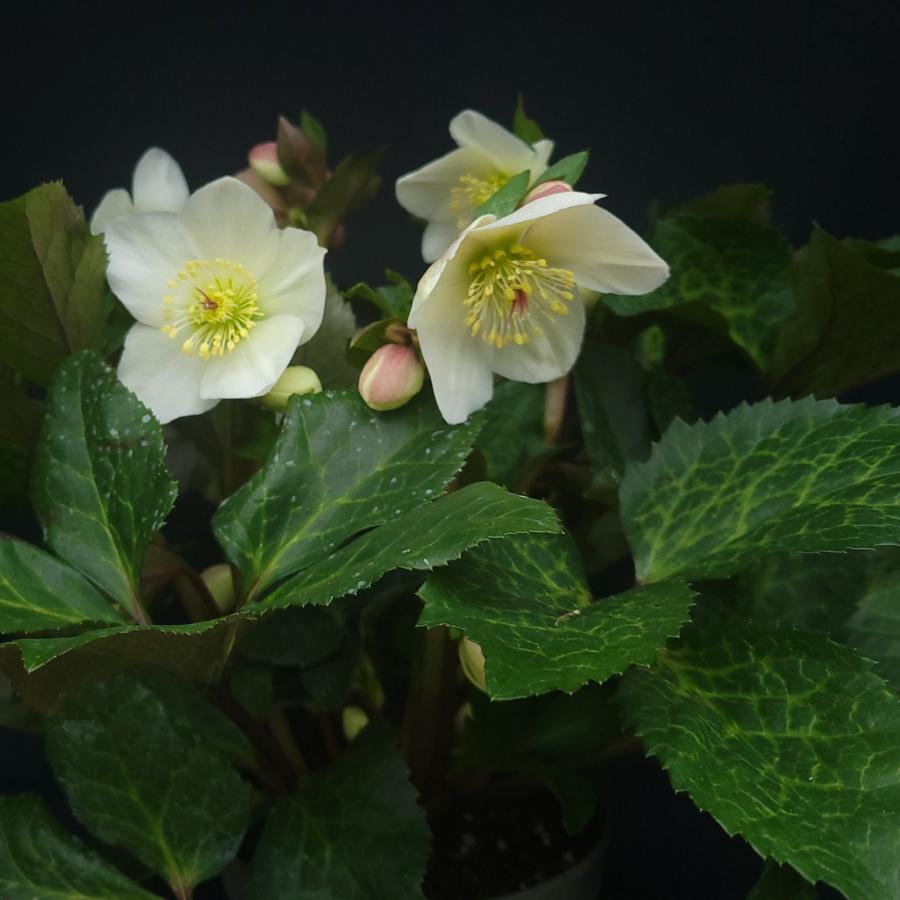 クリスマスローズ苗 [氷の薔薇ミアマーブル] 4.5号鉢 Ice N'roses 産地