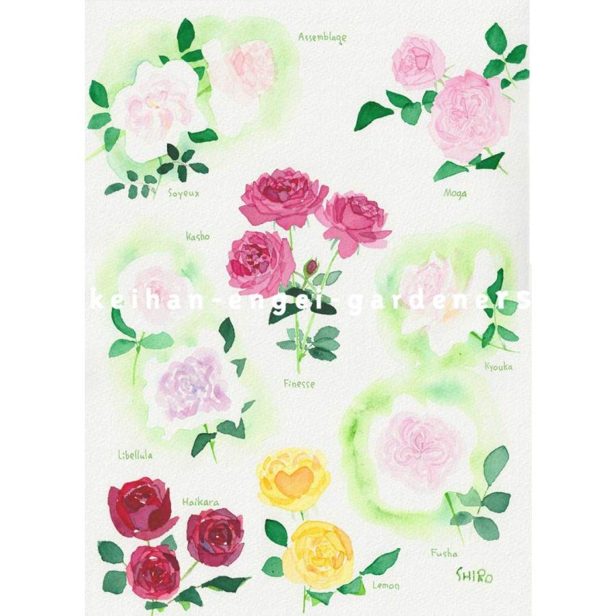イラストレーター 藤川志朗 バラいろいろ1 絵画 アート 1点物 ハンドメイド 京阪園芸 Paypayモール店 通販 Paypayモール
