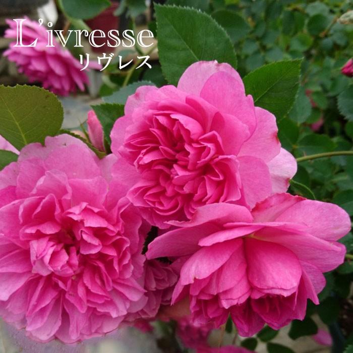 年新品種 5月中旬 6月上旬お届け ギガランキングｊｐ