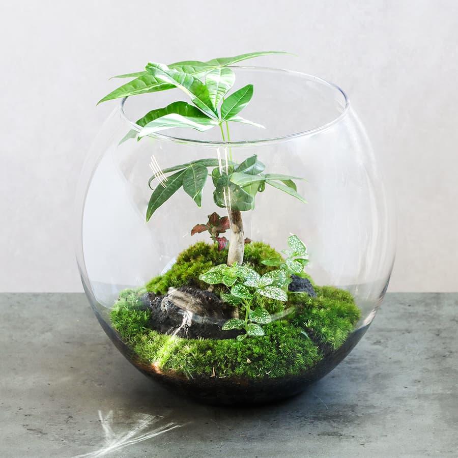 コケリウム terra テラ 苔テラリウム 観賞植物 おしゃれ 室内 育て