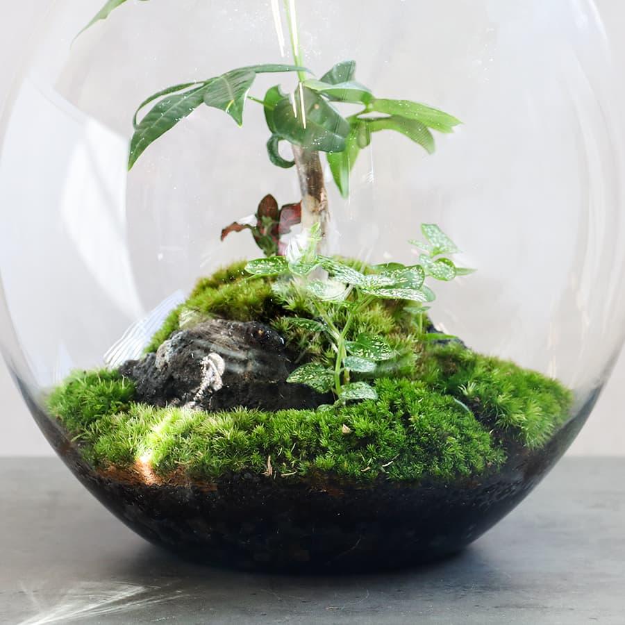 コケリウム terra テラ 苔テラリウム 観賞植物 おしゃれ 室内 育てやすい プレゼント インテリア 送料無料 HTG | ブランド登録なし | 01