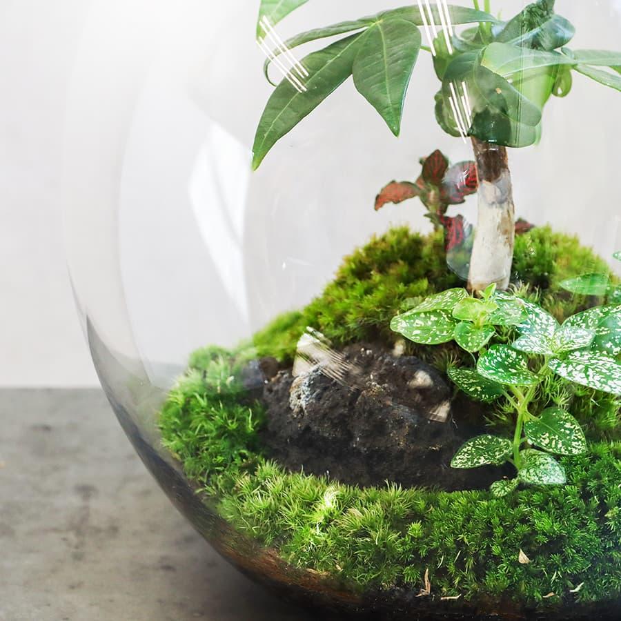 コケリウム terra テラ 苔テラリウム 観賞植物 おしゃれ 室内 育て