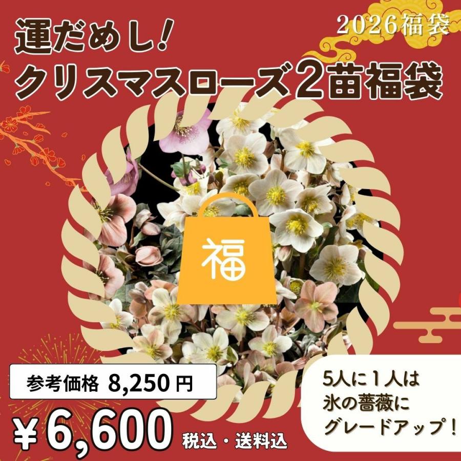 福袋2026 [ 当たれば氷の薔薇にグレードアップ！クリスマスローズ 2苗