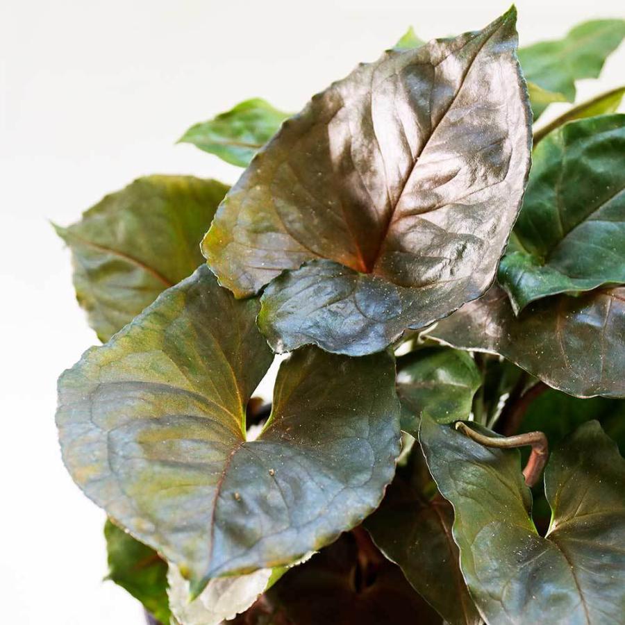 シンゴニウムマリア 観葉植物 おしゃれ 室内 育てやすい 育て方 種類 一 覧 人気 送料無料 プレゼント 中型 京阪園芸 Paypayモール店 通販 Paypayモール