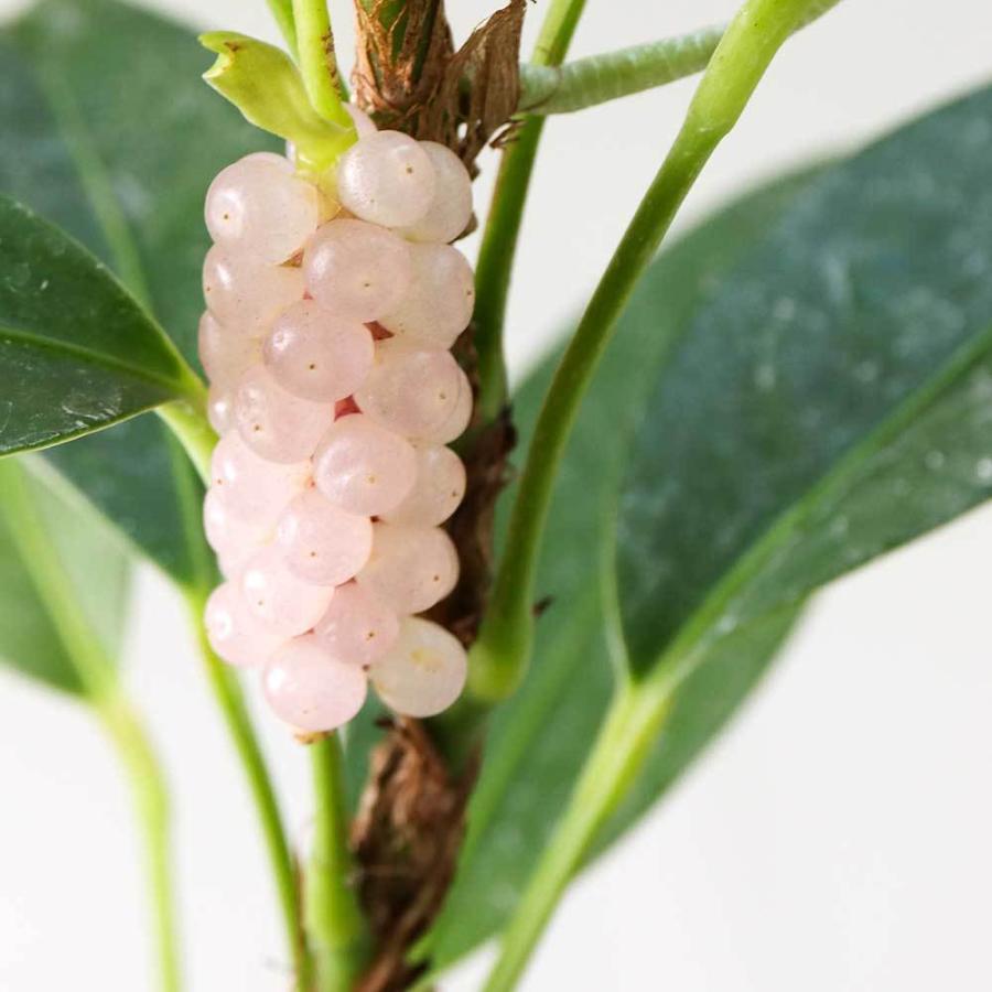 アンスリウムスカンデンス 観葉植物 おしゃれ 室内 育てやすい 育て方 種類 一 覧 人気 送料無料 中型 京阪園芸 Paypayモール店 通販 Paypayモール