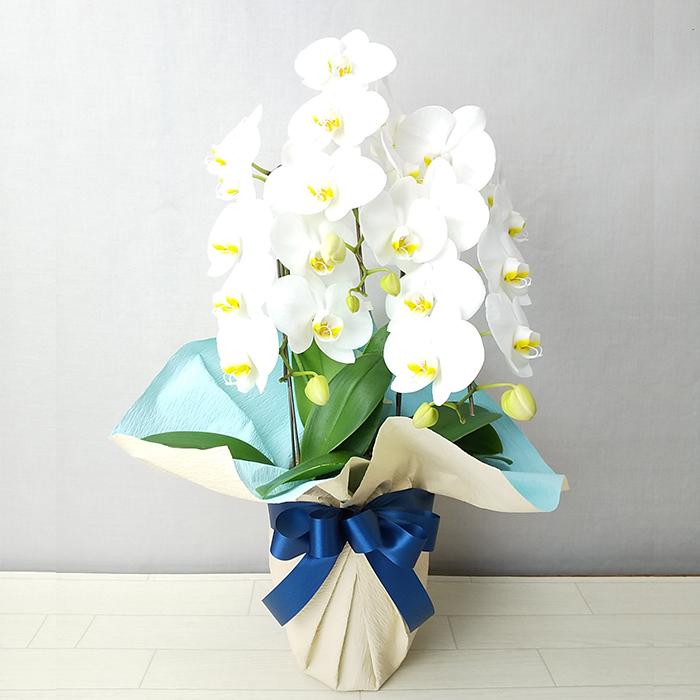 お供え ミディ 胡蝶蘭 コチョウラン 初盆 御供 仏事 法事 一周忌 胡蝶蘭の育て方 京阪園芸 Paypayモール店 通販 Paypayモール