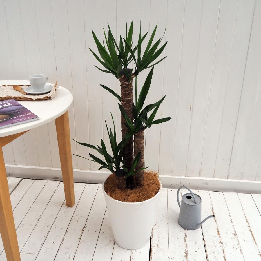 観葉植物 おしゃれ 室内 育てやすい 観葉植物「青年の木」ユッカ 8号鉢 樹脂カバー付　大型 本物 大きい | ブランド登録なし