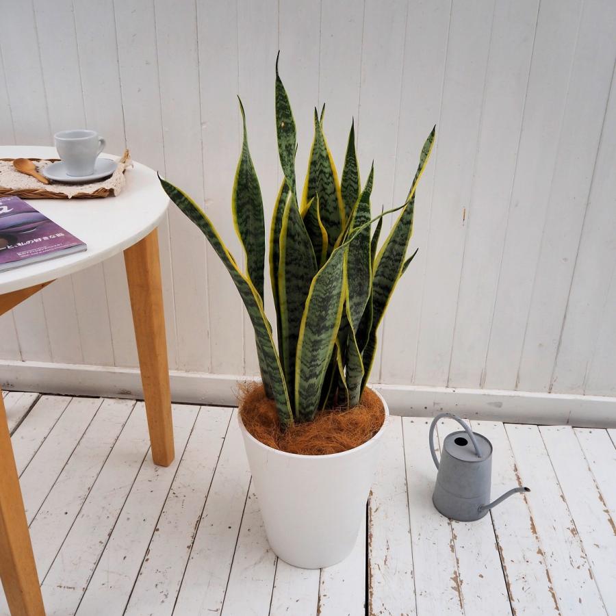 観葉植物 おしゃれ 室内 育てやすい プレゼント 「サンスベリア」 8号鉢 樹脂カバー付 | ブランド登録なし