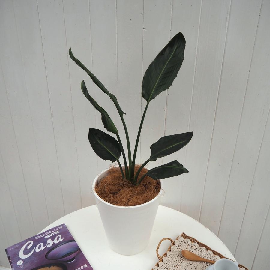 観葉植物 おしゃれ 室内 育てやすい プレゼント「レギネ」 ストレリチア 6号鉢 樹脂カバー付 インテリアグリーン | ブランド登録なし