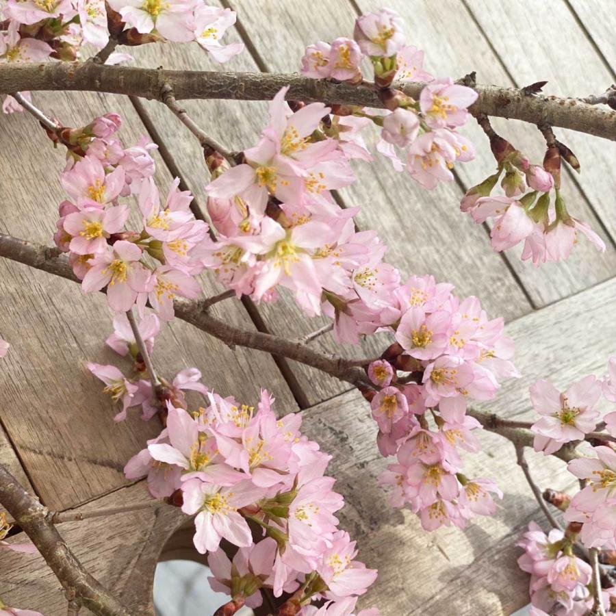 桜 切り花 啓翁桜 けいおうざくら おうち花見 生花 さくら 7本 8本 1cm 花束 切花 3月上旬以降順次発送させていただきます 了解しました Vest Doctum Edu Br