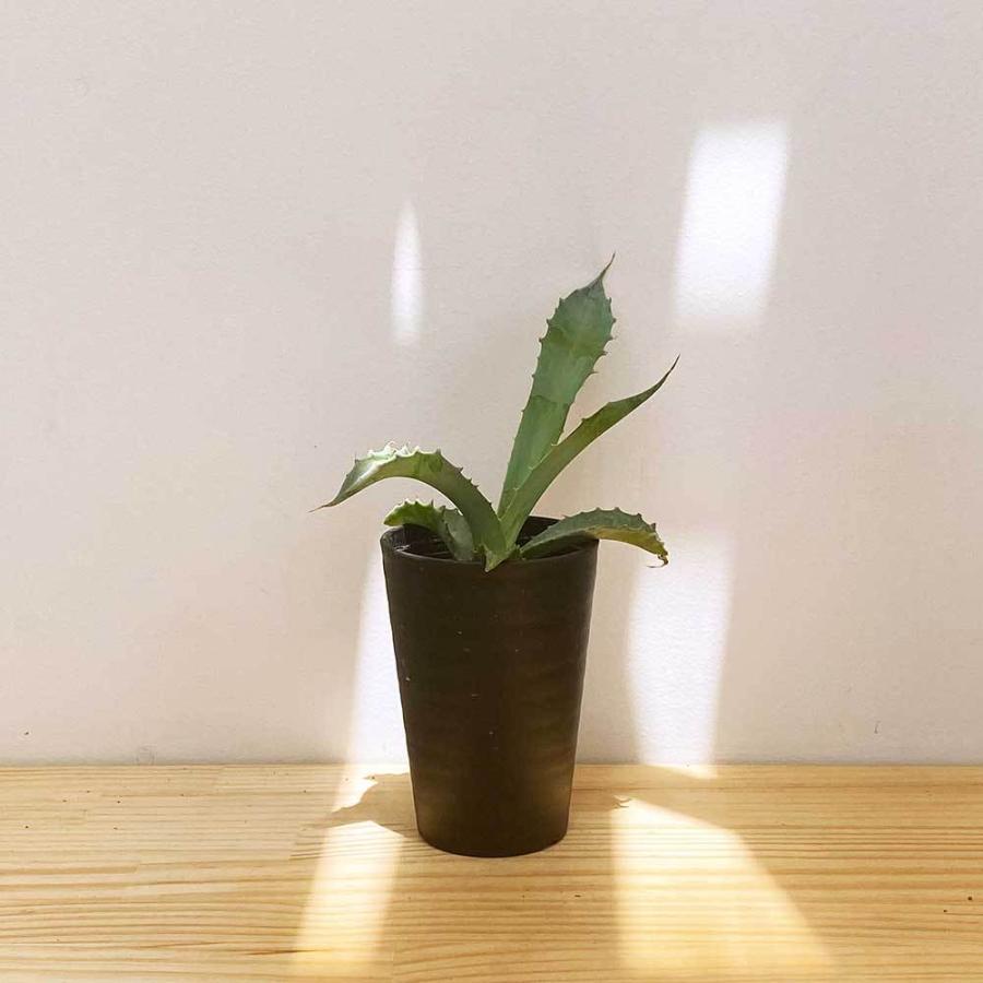 期間限定販売 すっきりとした印象の植物g アガベ ナッサビオラム 観葉植物 おしゃれ 室内 育てやすい 育て方 種類 一覧 京阪園芸 Paypayモール店 通販 Paypayモール