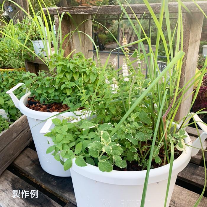 寄せ植えセット 爽やかハーブ栽培セット ハーブ ミント レモングラス 寄せ植え セット ハーブ苗と資材をセットでお届け 送料無料 Set Herb 京阪園芸ガーデナーズ ヤフー店 通販 Yahoo ショッピング