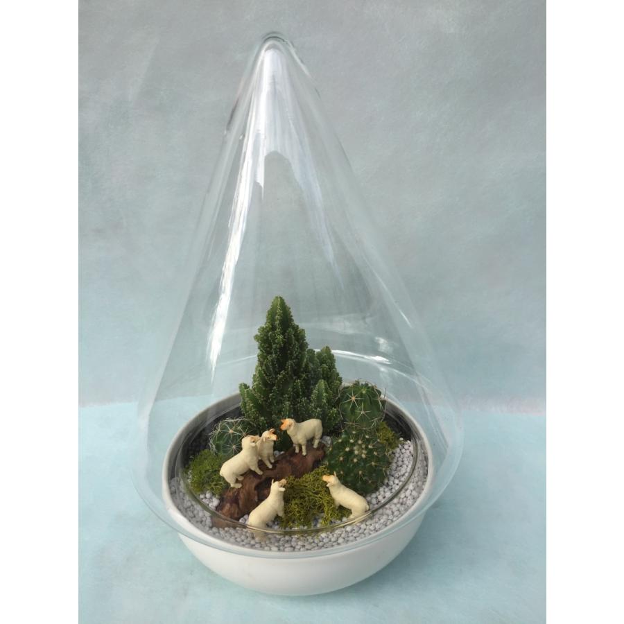 グラステラリウム ピラミッド G 12 観葉植物 インテリア 多肉植物 アニマルフィギュアが選べる 送料無料 京阪園芸 Paypayモール店 通販 Paypayモール