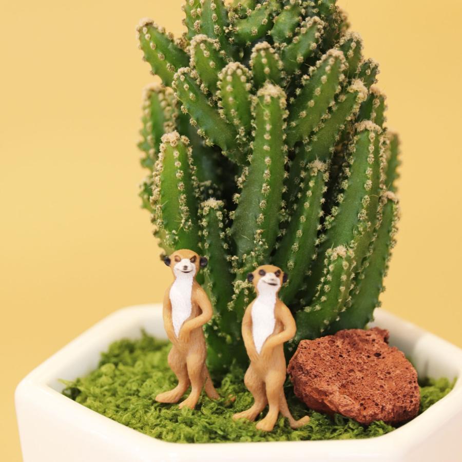 セレウスサボテンアレンジ G-15 アニマルフィギュアが選べる インテリア 多肉植物 サボテン 送料無料 寄せ植え ギフト |  | 01
