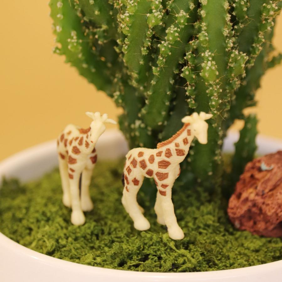 セレウスサボテンアレンジ G-15 アニマルフィギュアが選べる インテリア 多肉植物 サボテン 送料無料 寄せ植え ギフト |  | 04