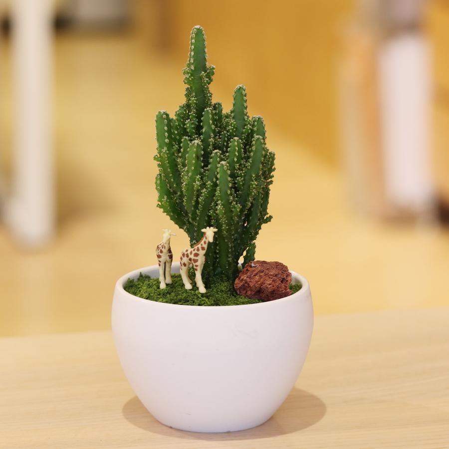 セレウスサボテンアレンジ G-16 アニマルフィギュアが選べる インテリア 多肉植物 サボテン 送料無料 寄せ植え ギフト | 
