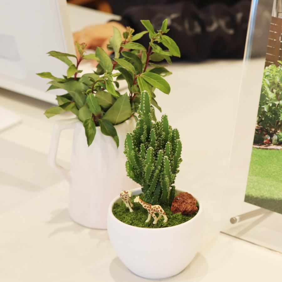 セレウスサボテンアレンジ G-16 アニマルフィギュアが選べる インテリア 多肉植物 サボテン 送料無料 寄せ植え ギフト |  | 02