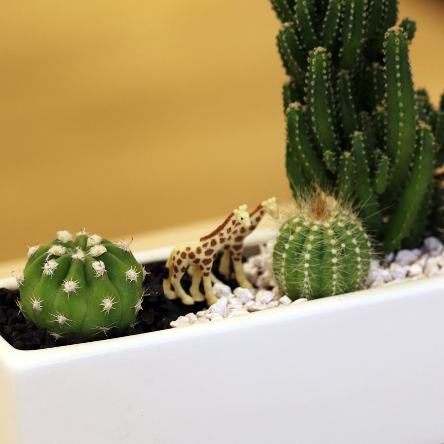 セレウスサボテンアレンジ G-17 アニマルフィギュアが選べる 器の色が