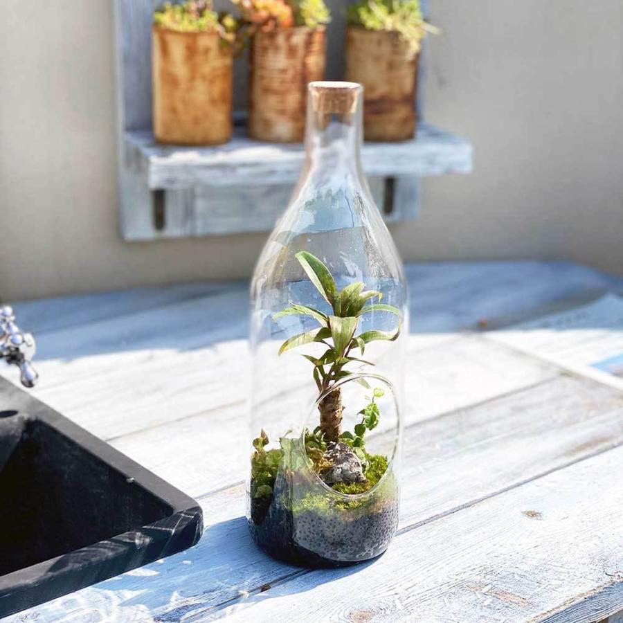 夏セール開催中 観葉植物 おしゃれ 室内 育てやすい プレゼント コケリウムq アニマルが選べる苔テラリウム 完成品 瓶 送料無料 Htg Wantannas Go Id