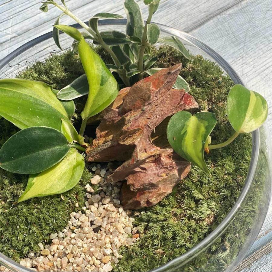 店舗良い 観葉植物 おしゃれ 室内 育てやすい コケリウムm アニマルが選べるテラリウム 多肉植物 苔テラリウム サボテン 瓶 送料無料 Htg4 500円 Aynaelda Com