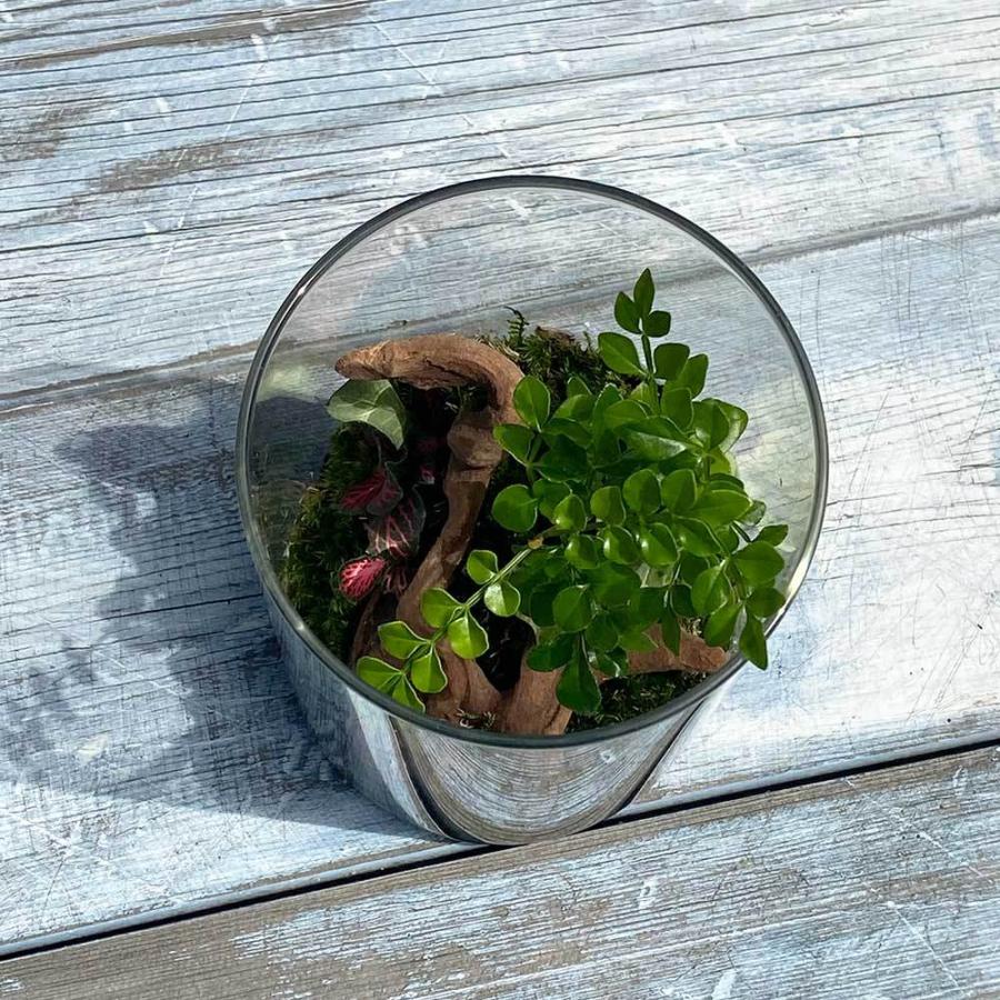 観葉植物 おしゃれ 室内 育てやすい プレゼント コケリウムt アニマルが選べる苔テラリウム 多肉植物 送料無料 Htg 京阪園芸 Paypayモール店 通販 Paypayモール
