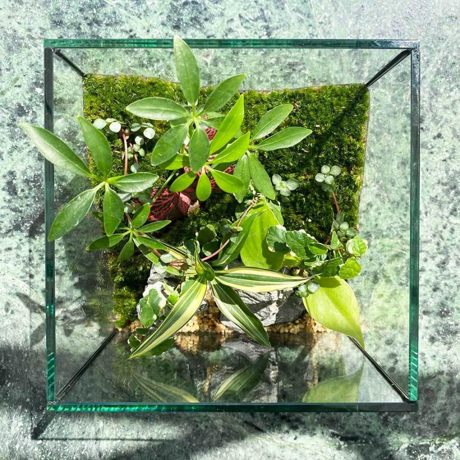 上質 観葉植物 おしゃれ 室内 育てやすい プレゼント コケリウム1 テラリウム 多肉植物 Htg 苔テラリウム 手作り プレゼント7 480円 Aynaelda Com