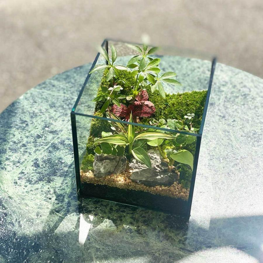 上質 観葉植物 おしゃれ 室内 育てやすい プレゼント コケリウム1 テラリウム 多肉植物 Htg 苔テラリウム 手作り プレゼント7 480円 Aynaelda Com