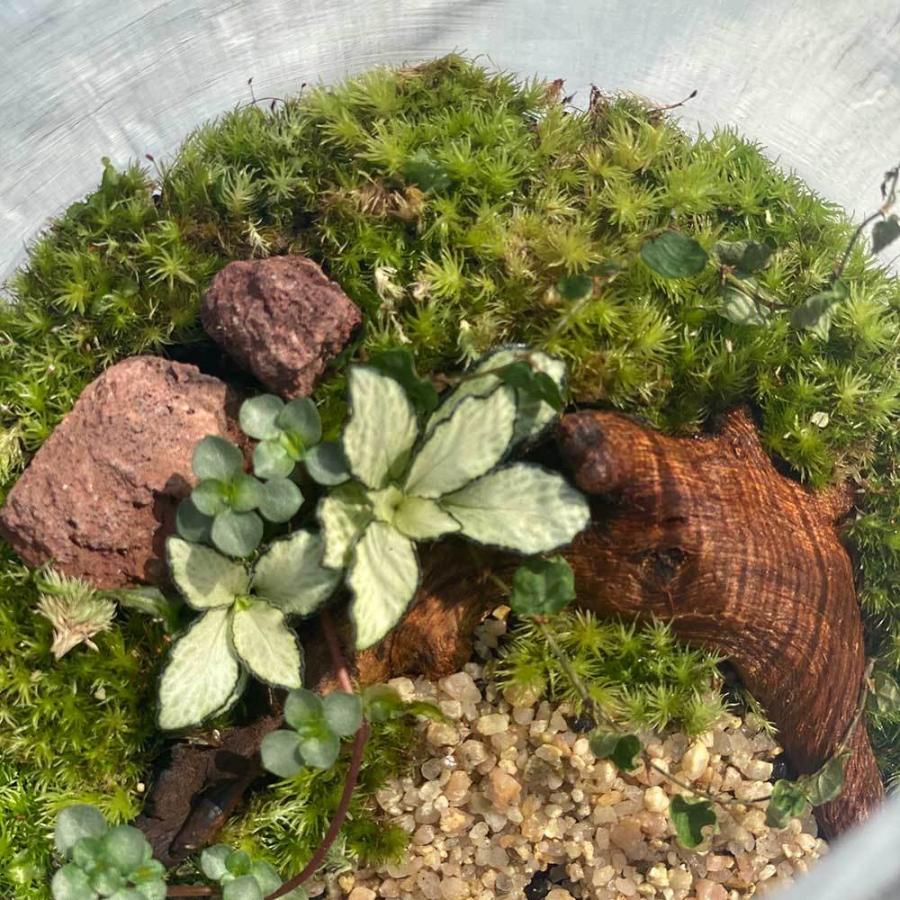 観葉植物 おしゃれ 室内 育てやすい プレゼント コケリウムg アニマルが選べるテラリウム 多肉植物 コケリウム サボテン 瓶 送料無料 Htg 京阪園芸 Paypayモール店 通販 Paypayモール